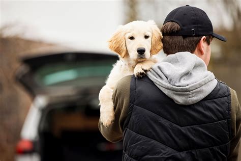 dog robber meaning